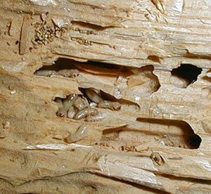 Termite Damage or Wood Rot. What’s Eating Your HOME?