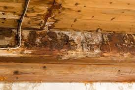 wood rot