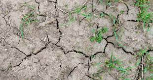 clay soil